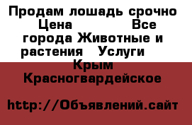 Продам лошадь срочно › Цена ­ 30 000 - Все города Животные и растения » Услуги   . Крым,Красногвардейское